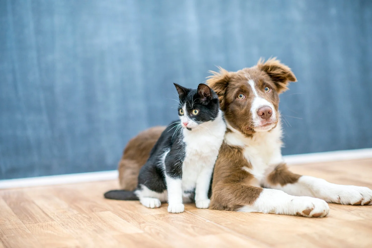 Long Branch Animal Clinic — serving Etobicoke since 1988